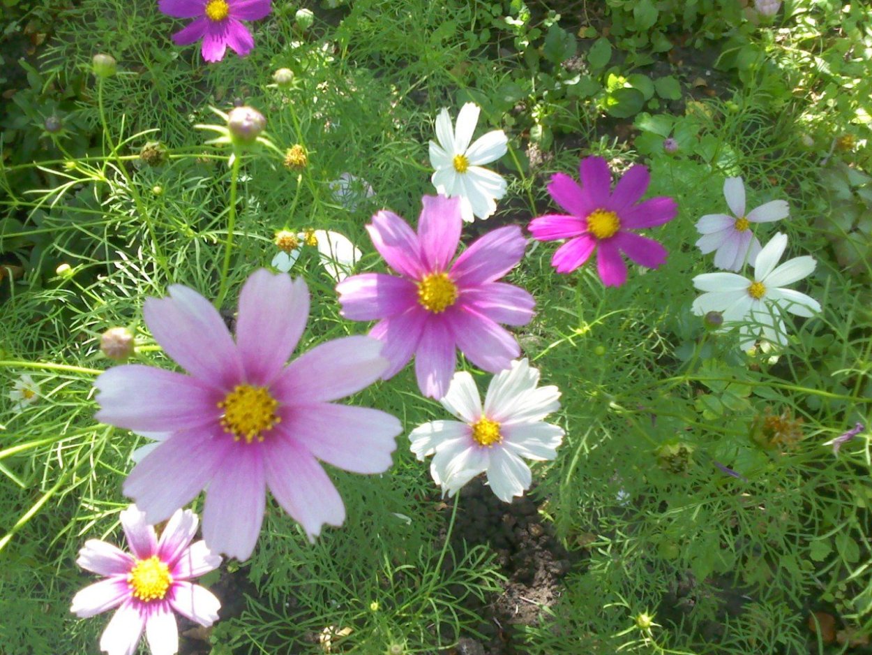 Космея поле