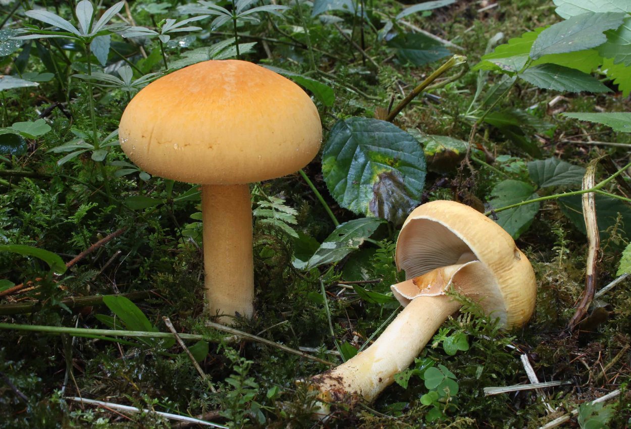 Phaeolepiota p
