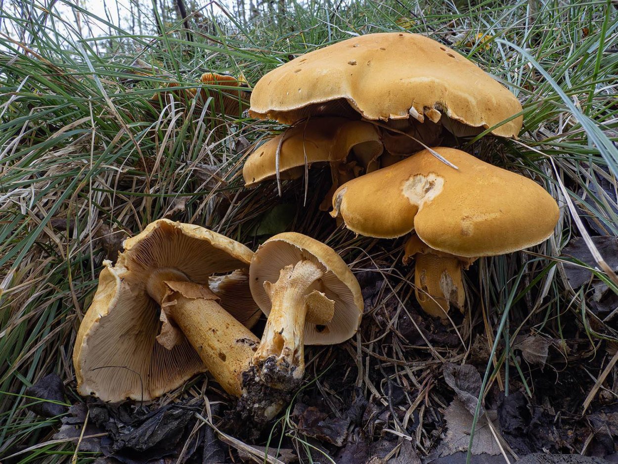 Цистодерма шелушистая (Cystoderma carcharias)