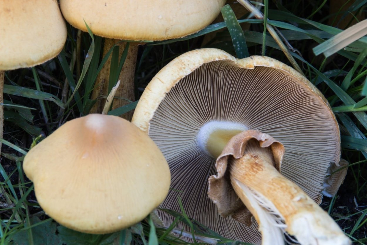 Чешуйчатка травяная Phaeolepiota Aurea