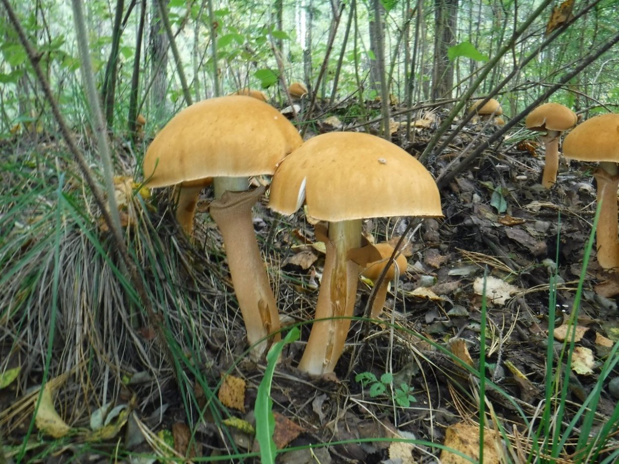 Чешуйчатка травяная