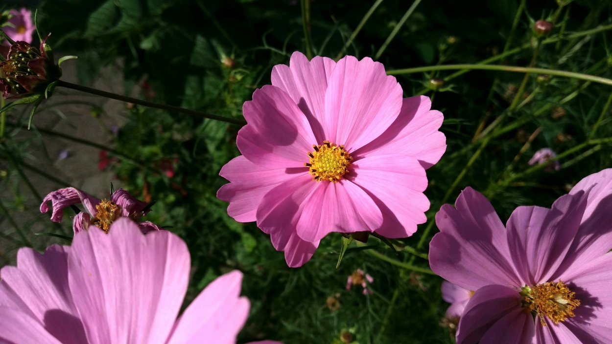 Космея Золотая Долина