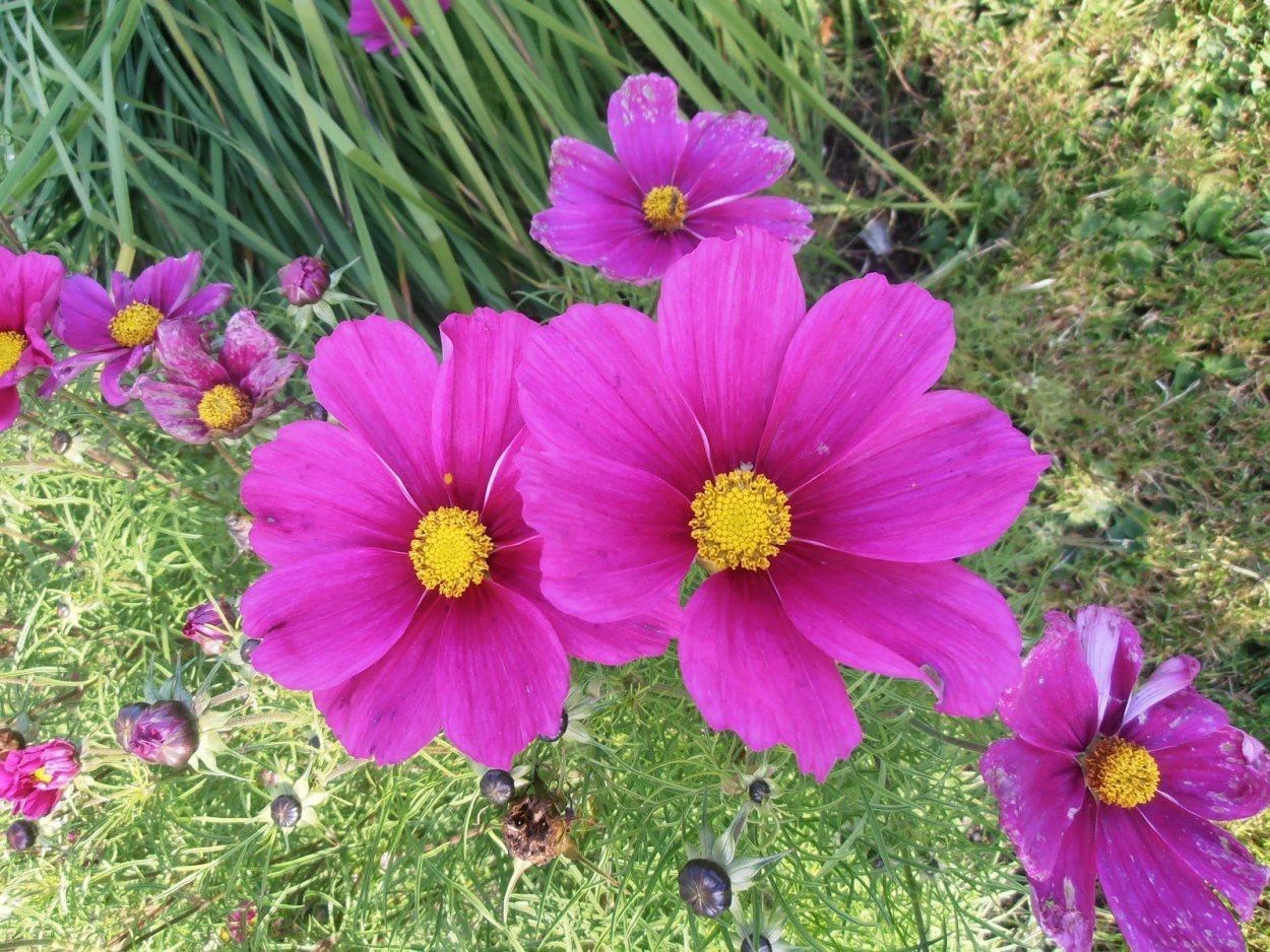 Космея возле забора