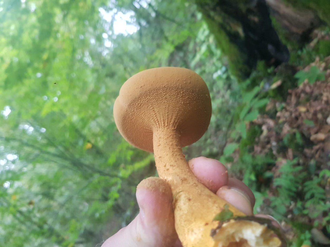 Гриб феолепиота золотистая