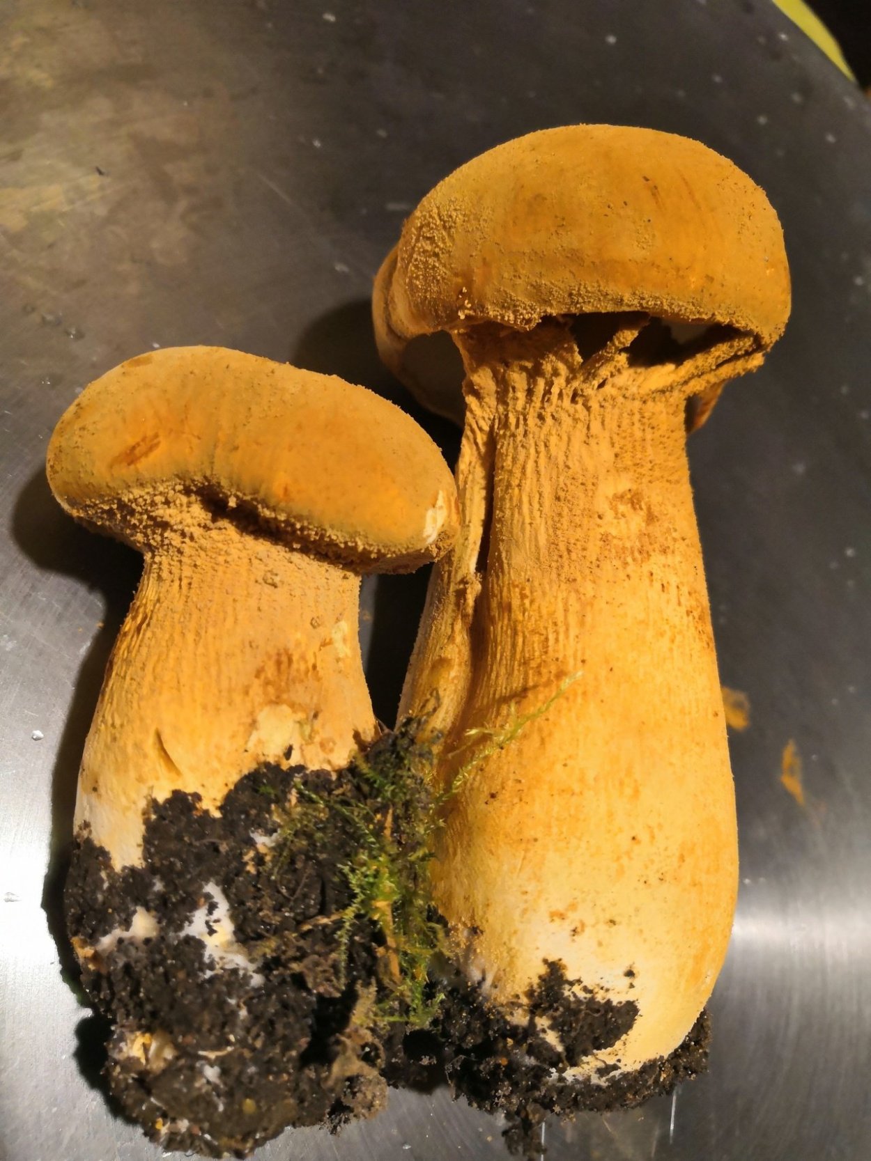 Золотые грибы АРК