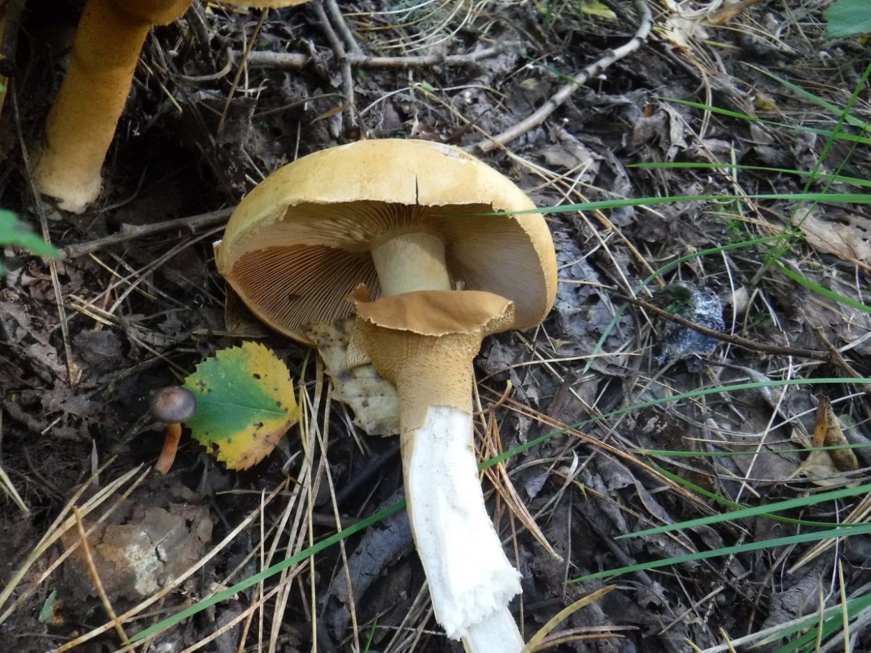 Gamakatsu Hook LS-2030b