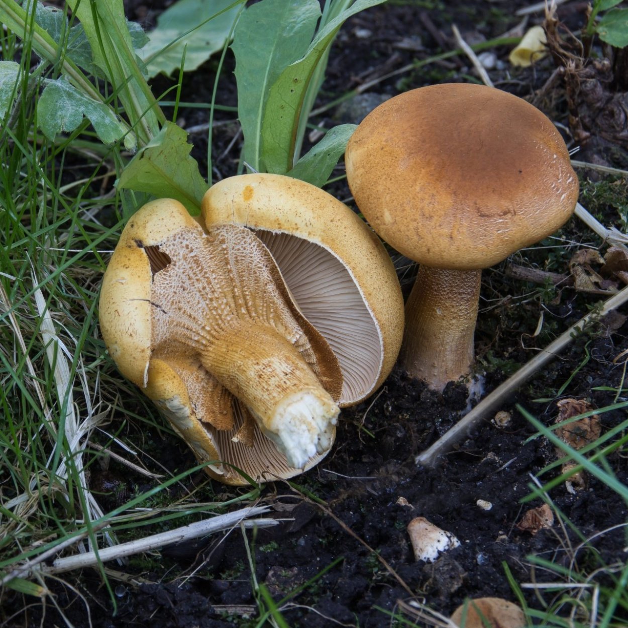 Гриб феолепиота золотистая