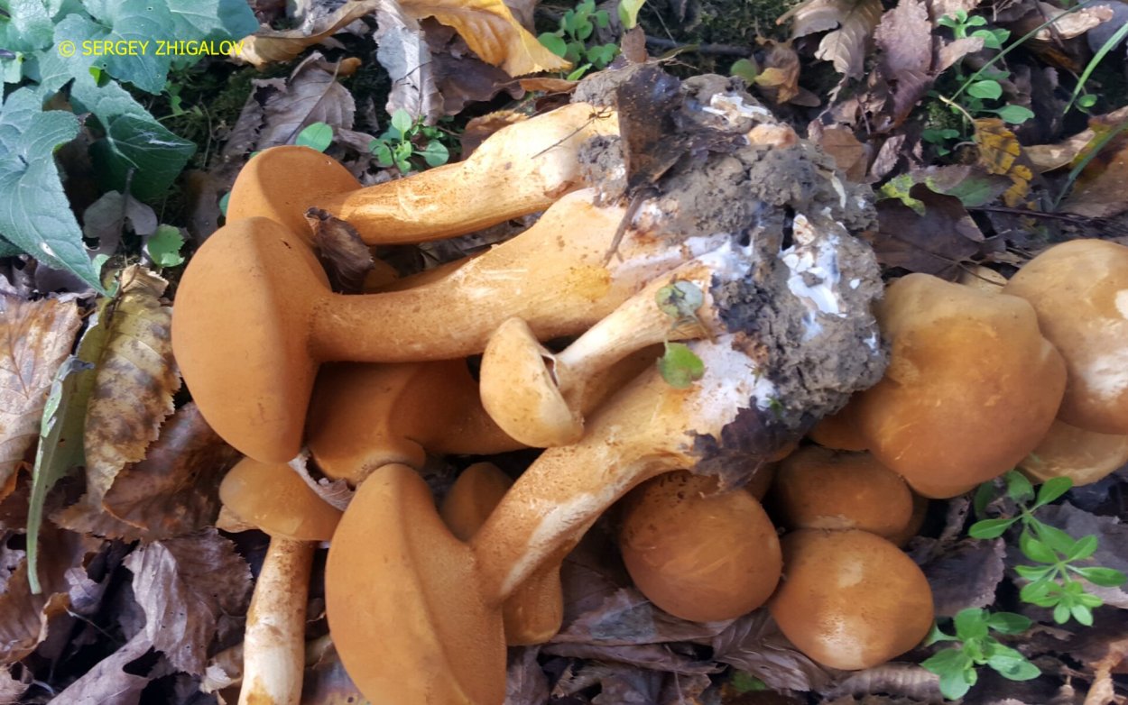 Белонавозник Бэдхэма