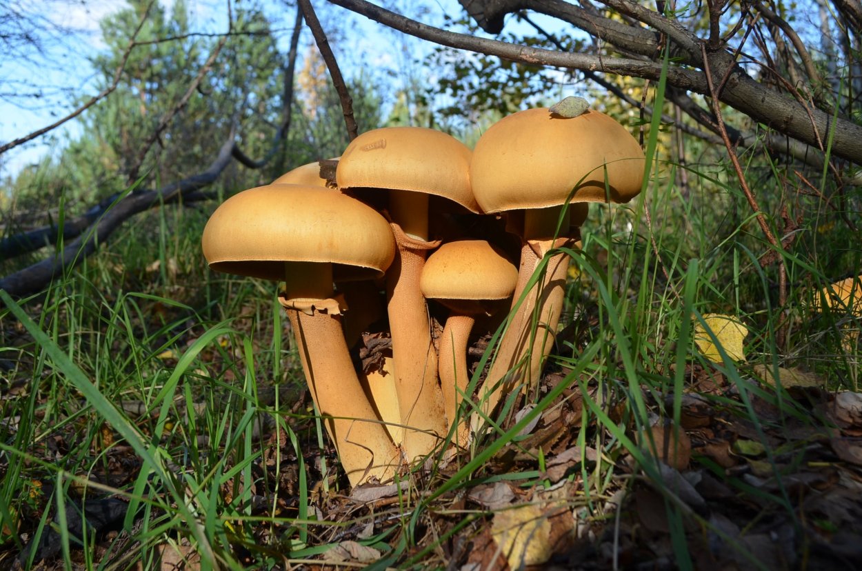 Гриб феолепиота золотистая