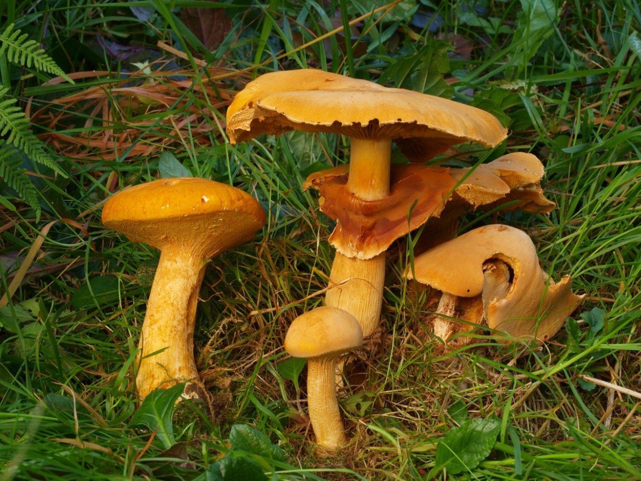 Чешуйчатка травяная Phaeolepiota Aurea