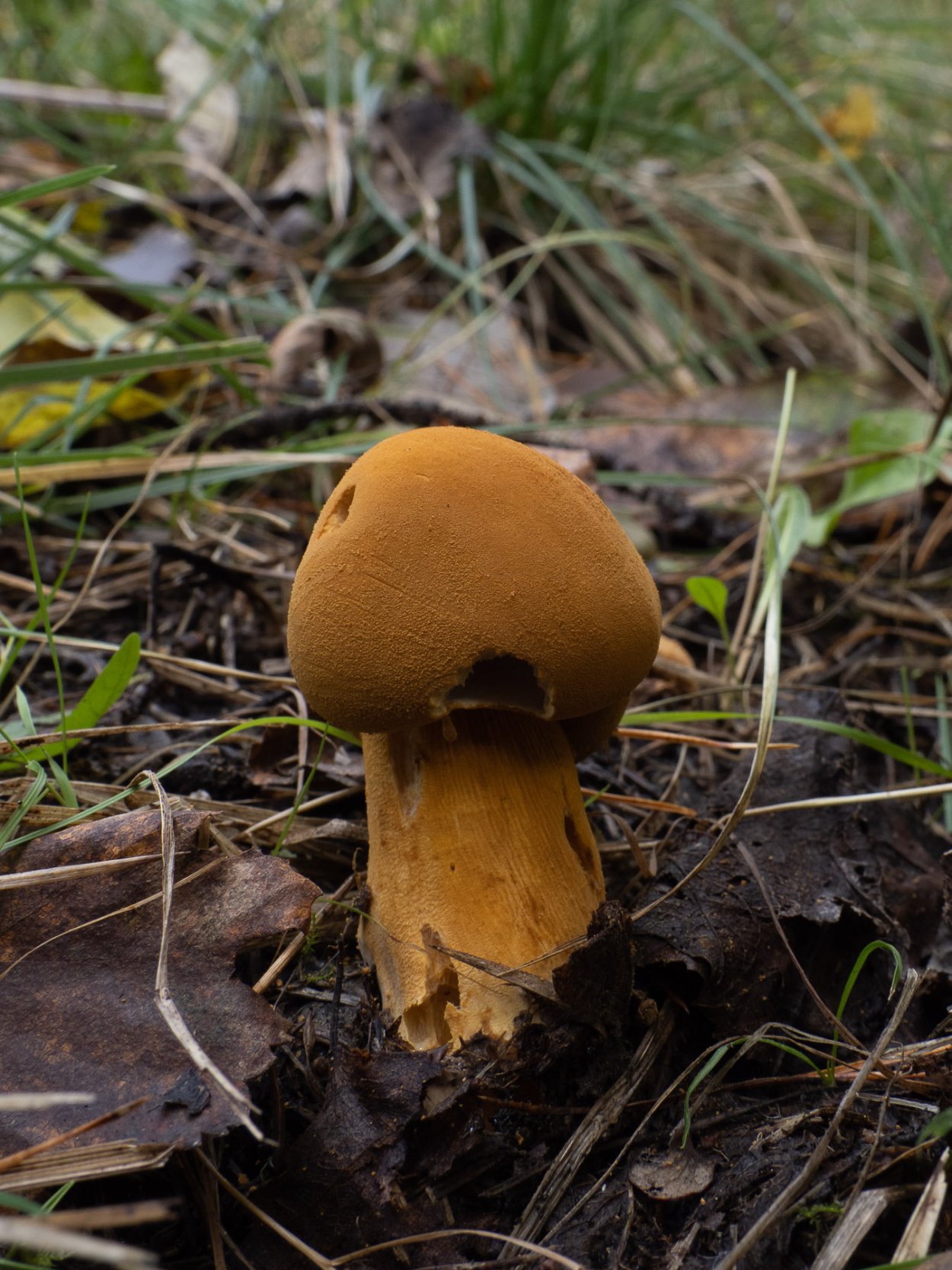 Феолепиота золотистая чешуйчатка