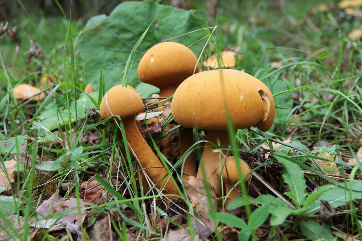 Феолепиота золотистая