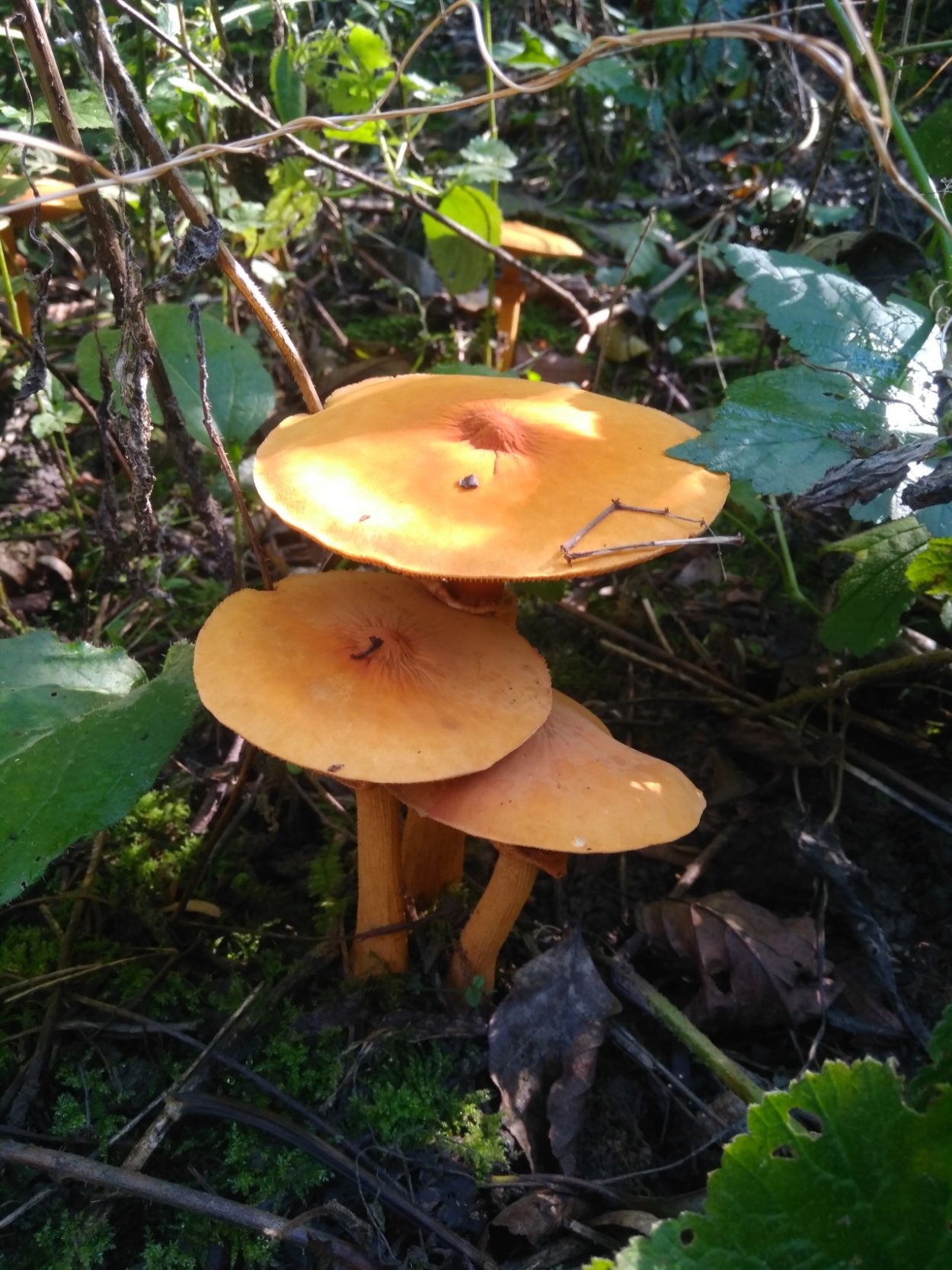 Чешуйчатка травяная феолепиота