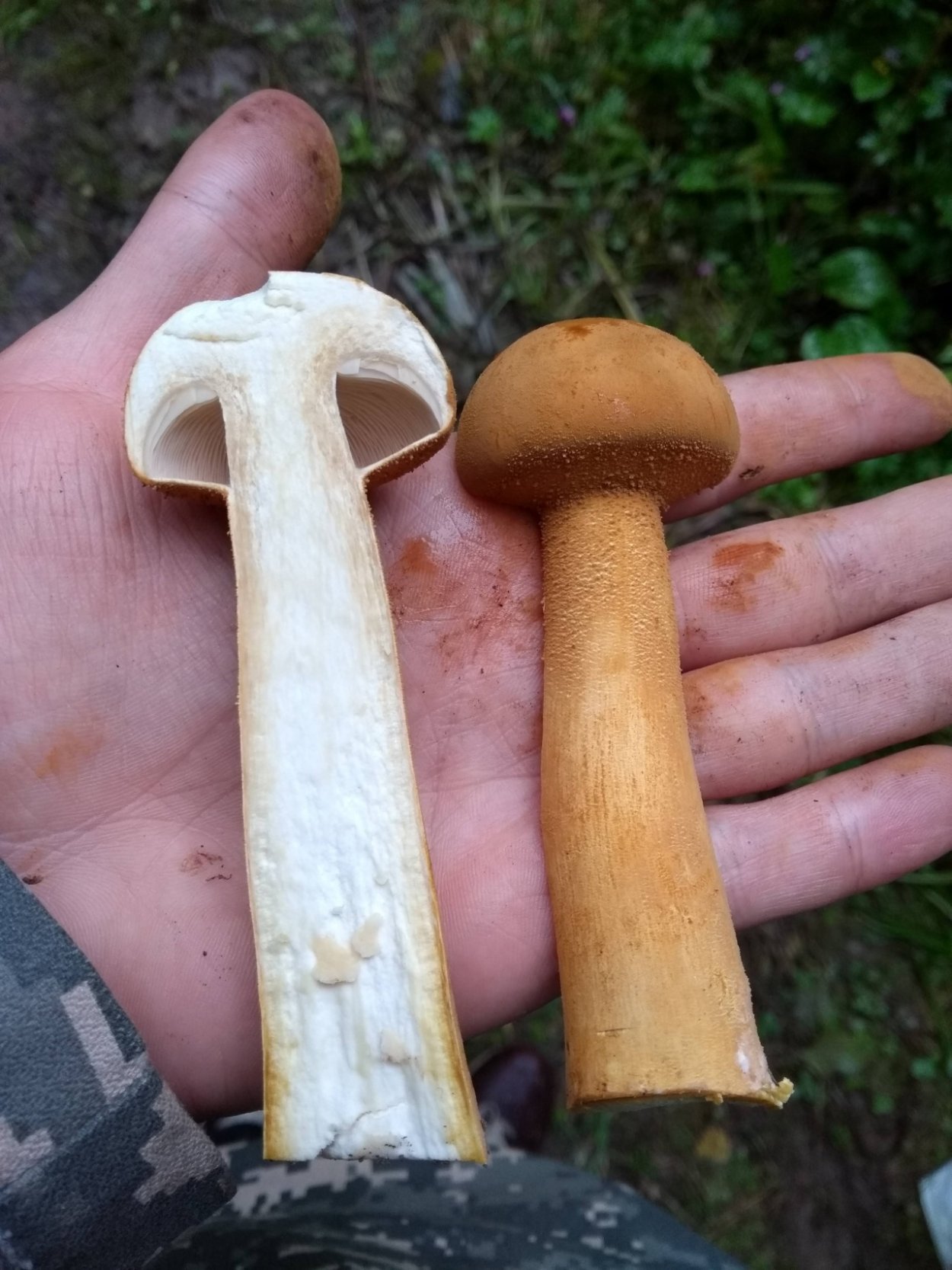 Чешуйчатка травяная Phaeolepiota Aurea