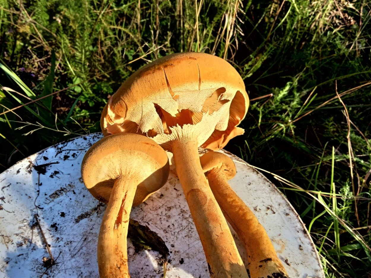 Чешуйчатка травяная Phaeolepiota Aurea