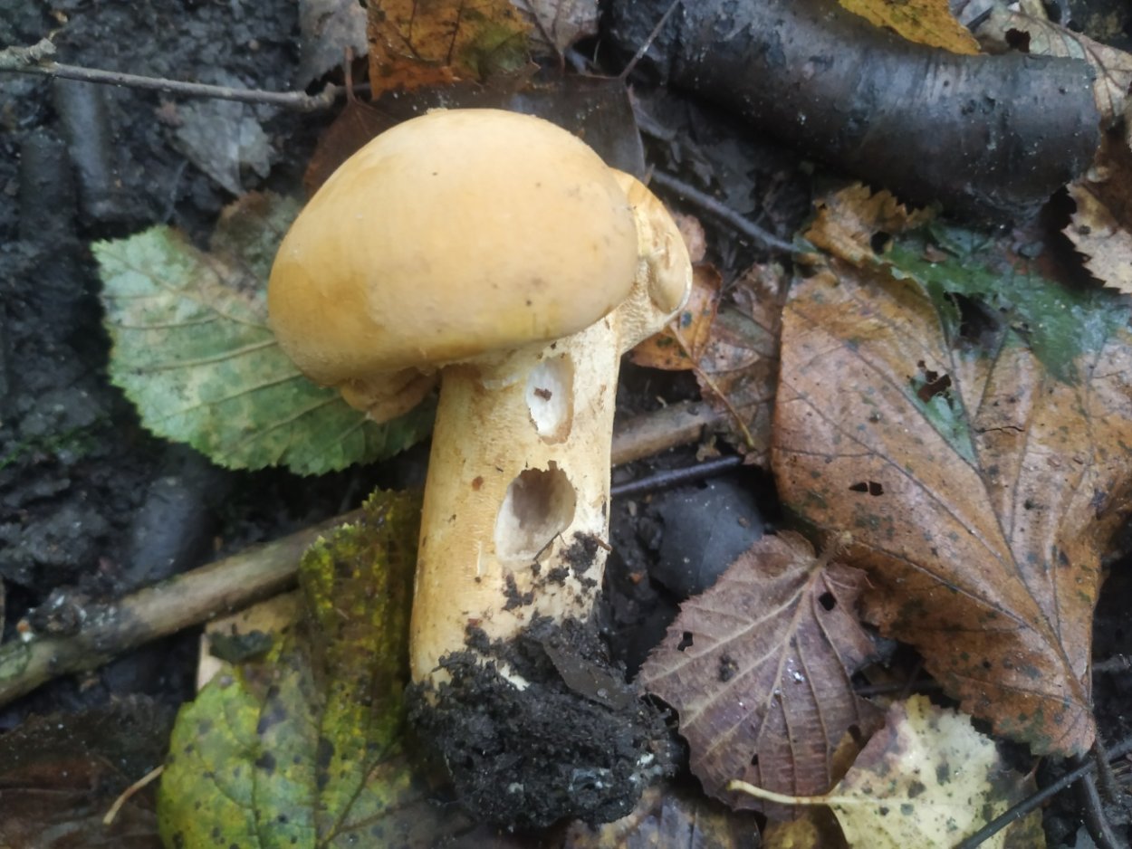 Гриб феолепиота золотистая