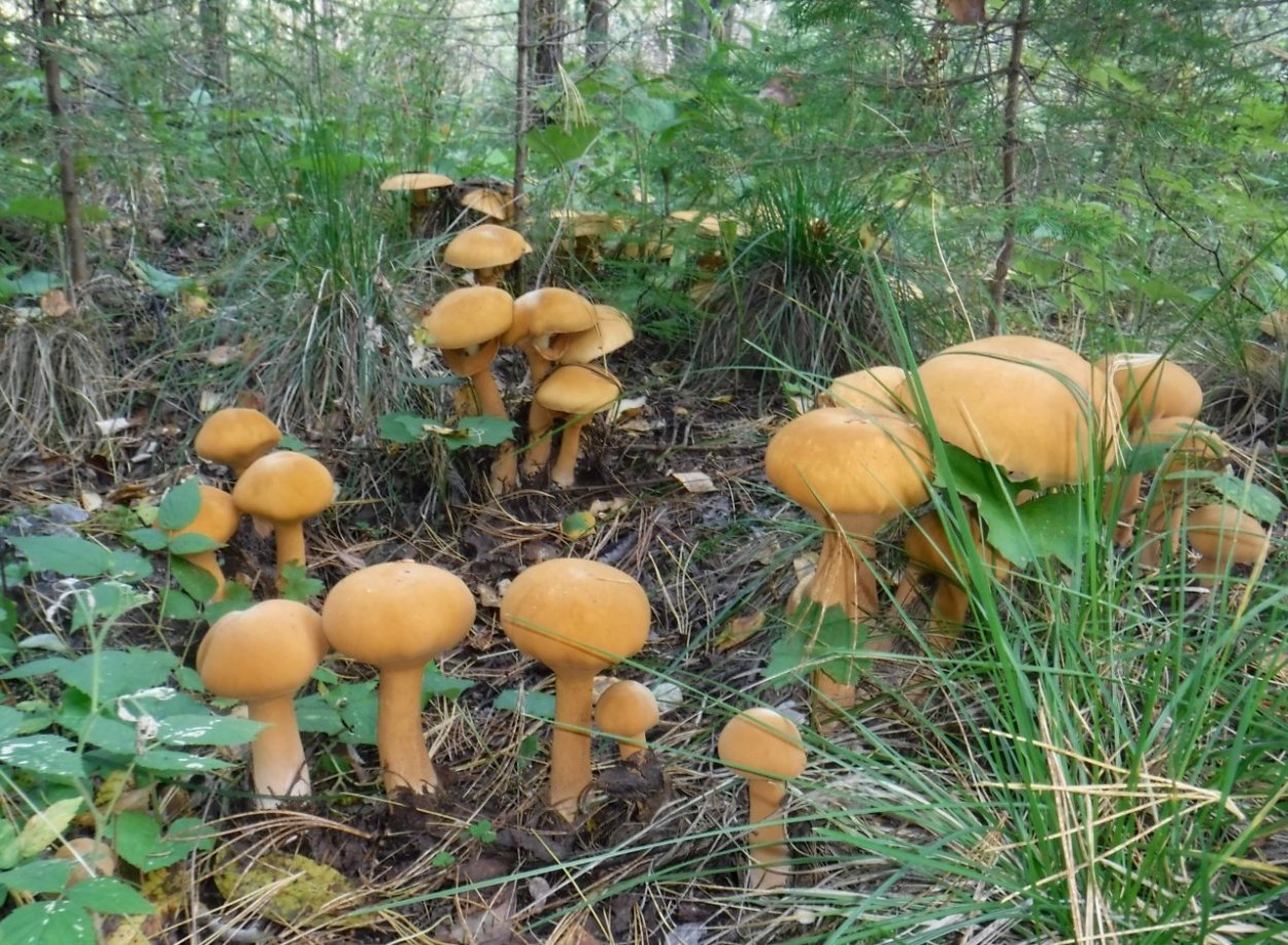 Картинки волос феолепиота