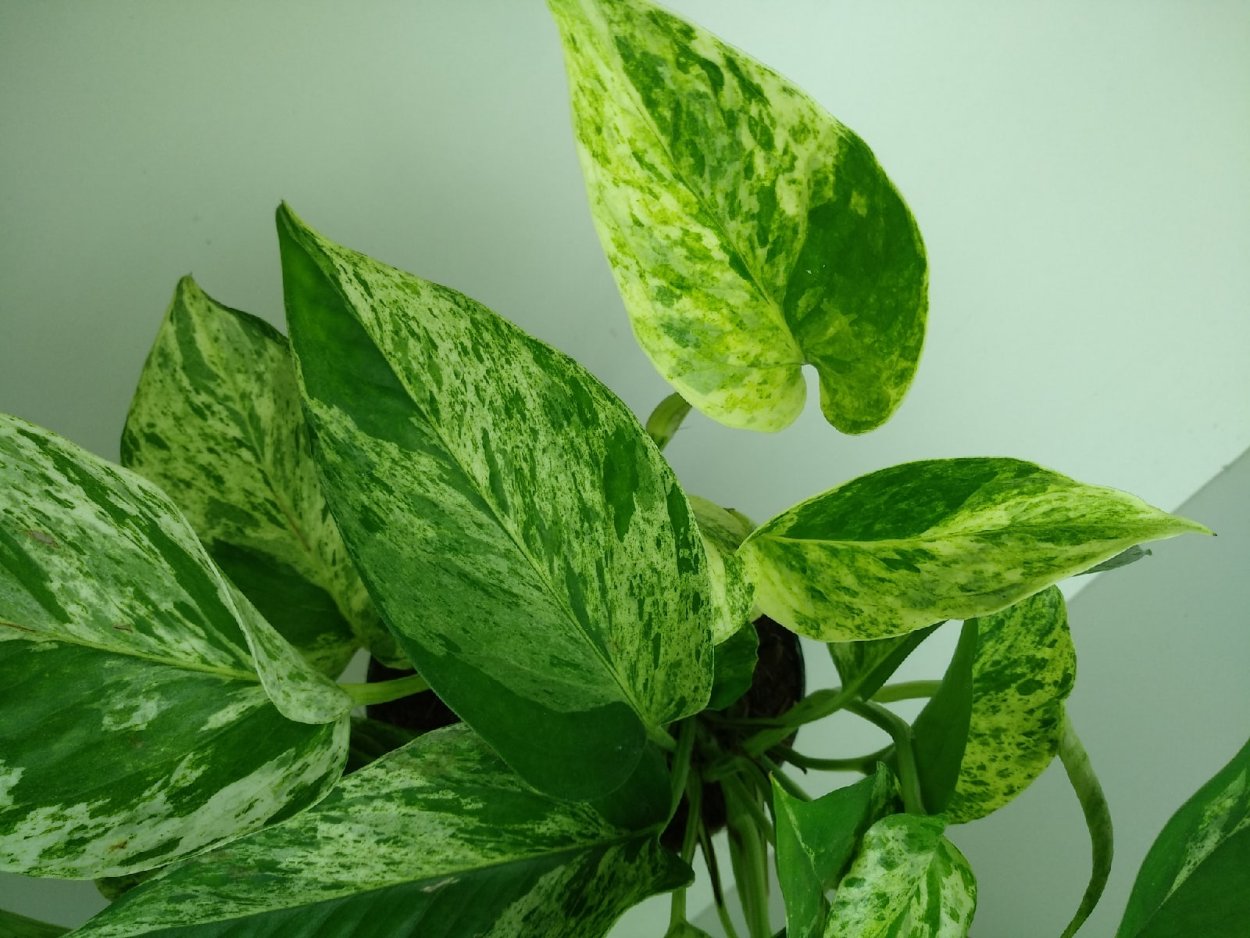 Эпипремнум Golden Pothos