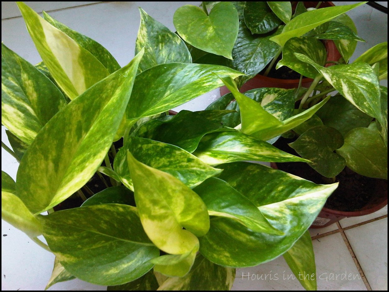 Эпипремнум Голден Квин