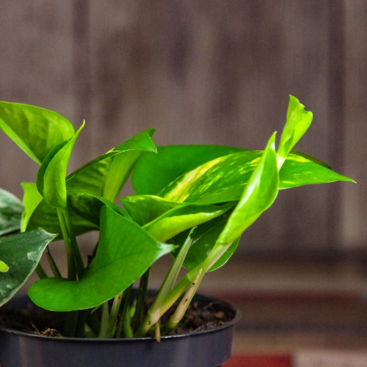 Лиана сциндапсус