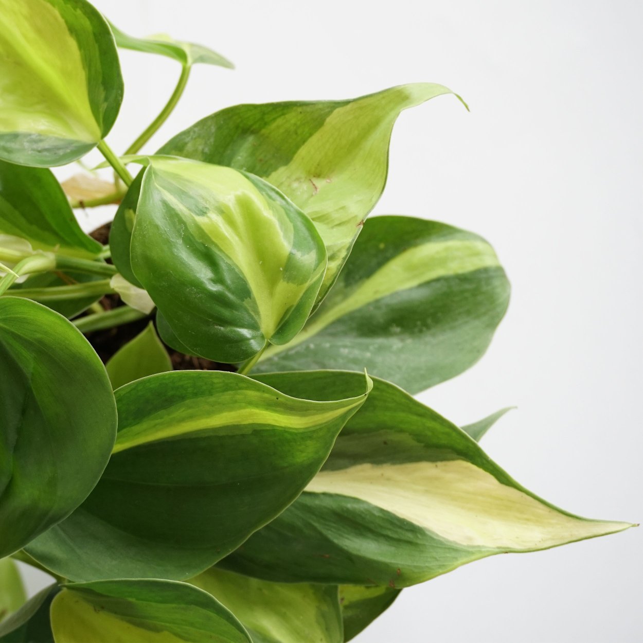 Филодендрон Сканденс Бразилия