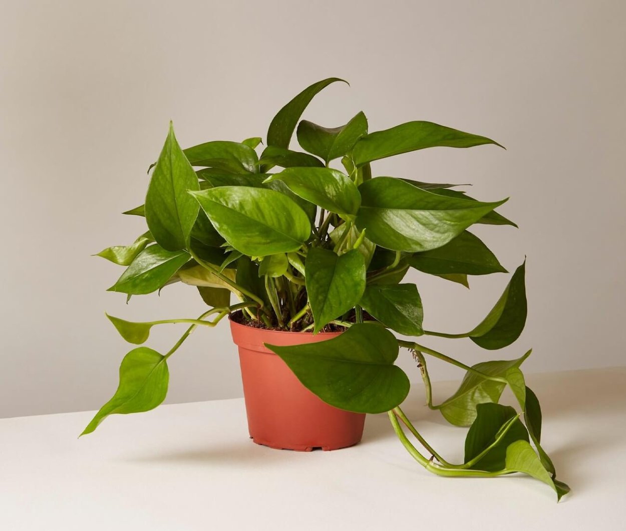 Эпипремнум приметы и суеверия отзывы