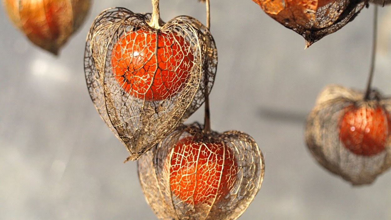 Физалис обыкновенный