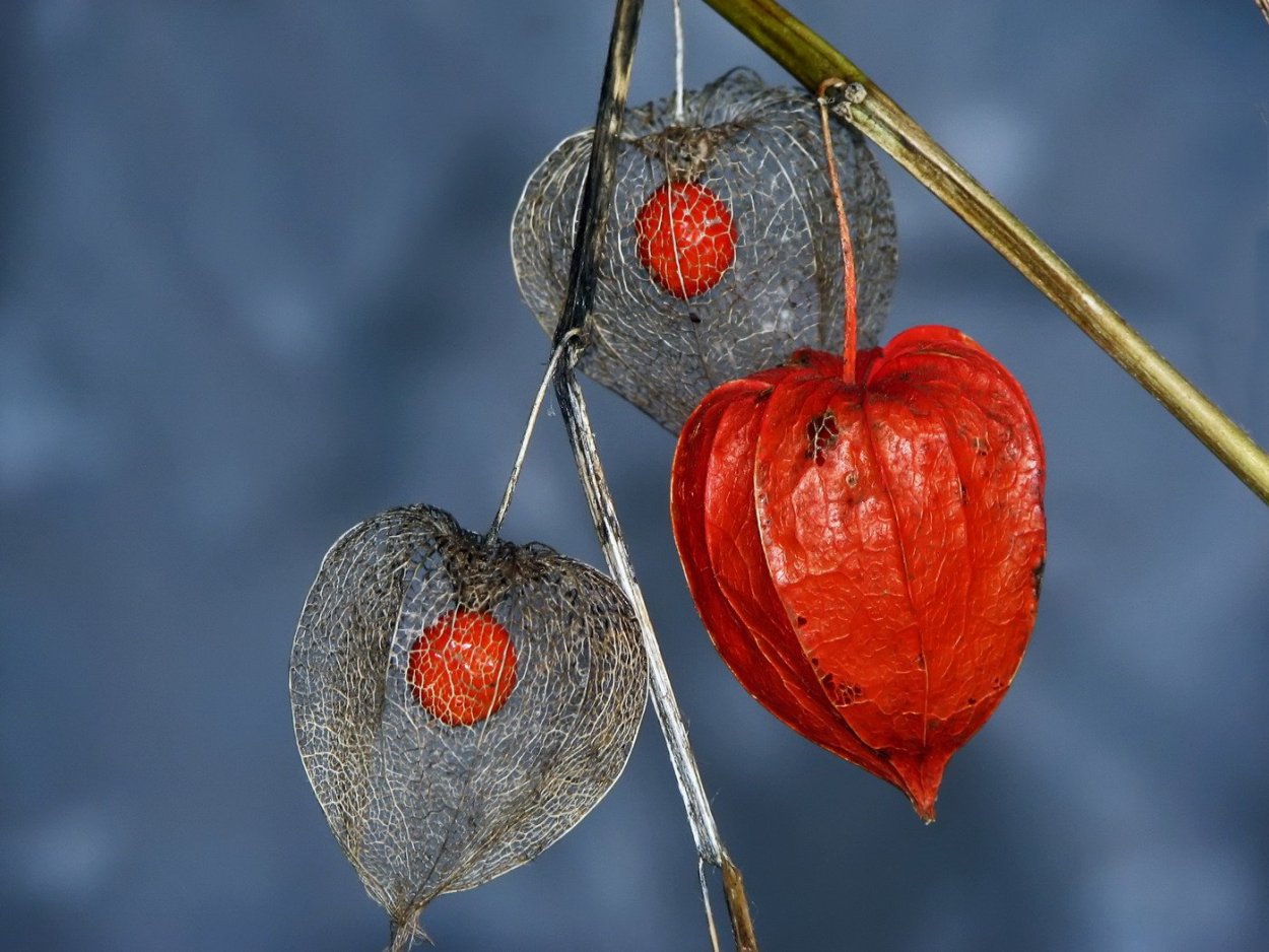 Физалис изюмный сюрприз