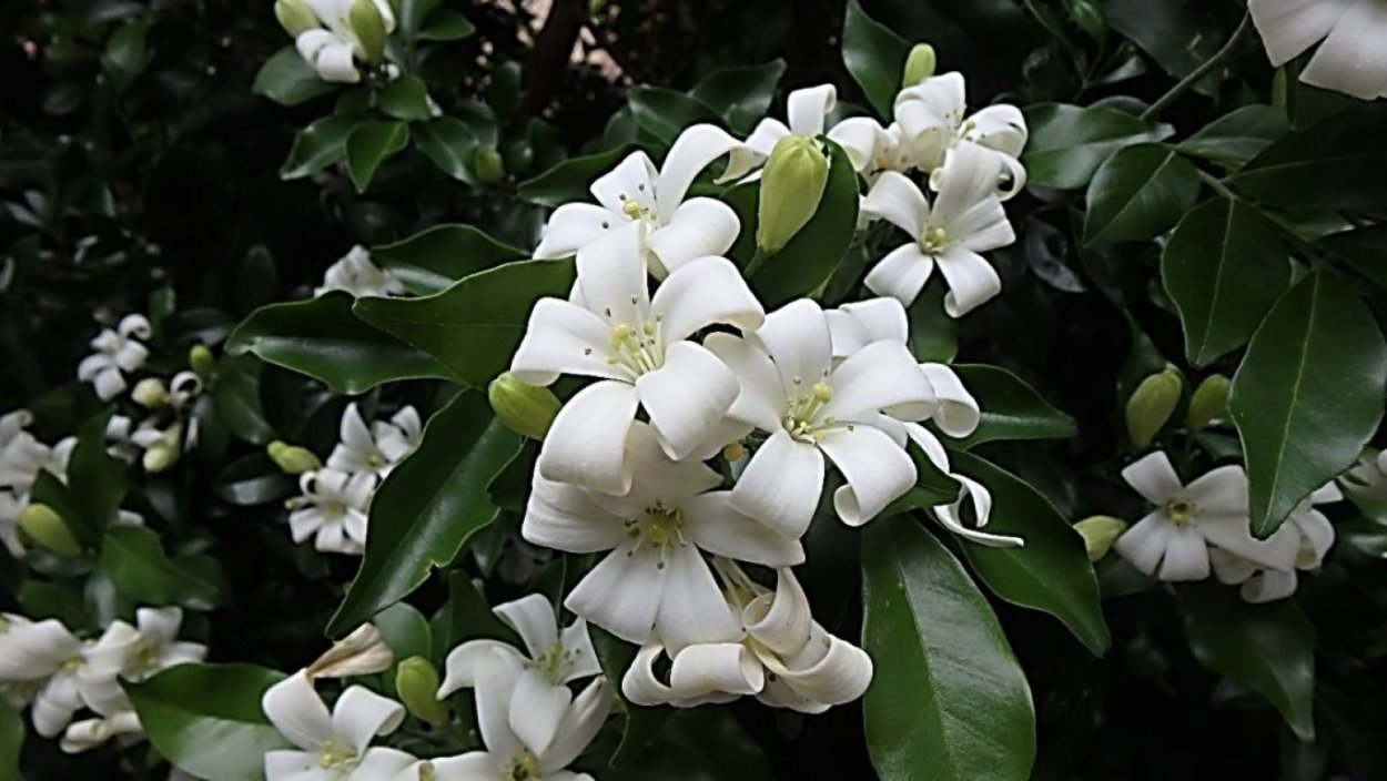 Цветок императора мурайя