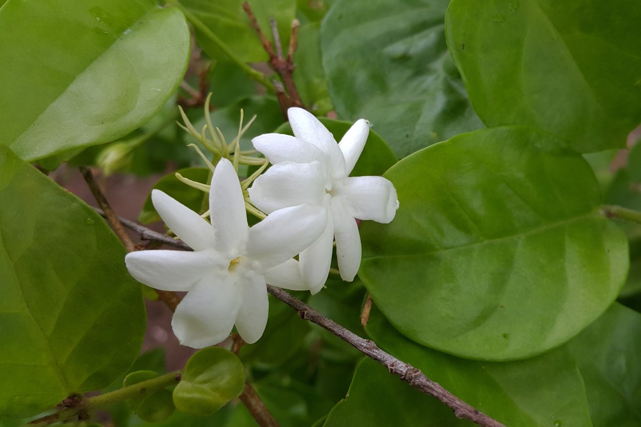 Жасмин вечнозеленый кустарник