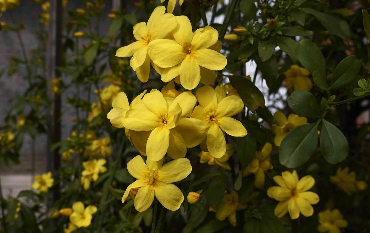 Жасмин растение