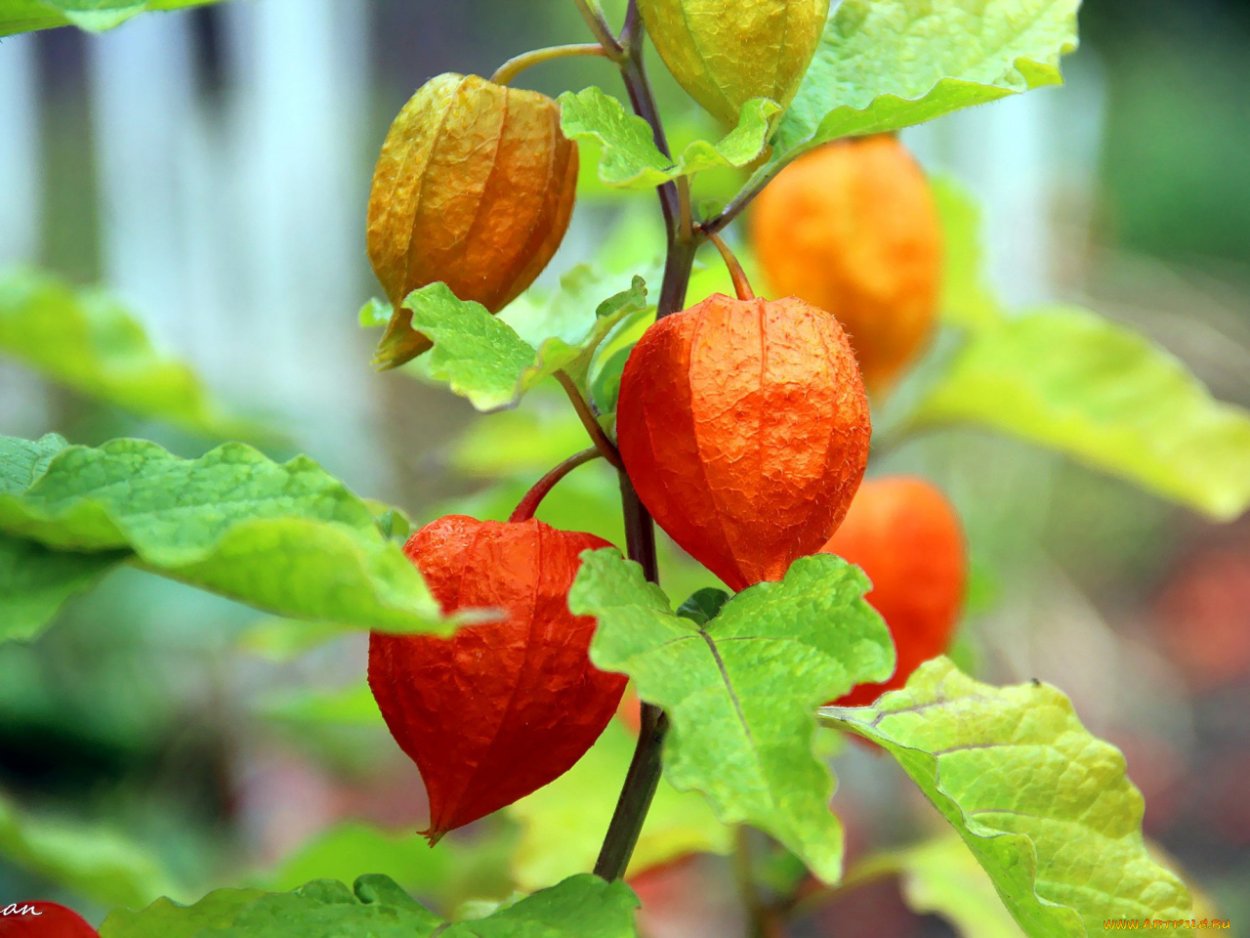 Физалис Земляничный