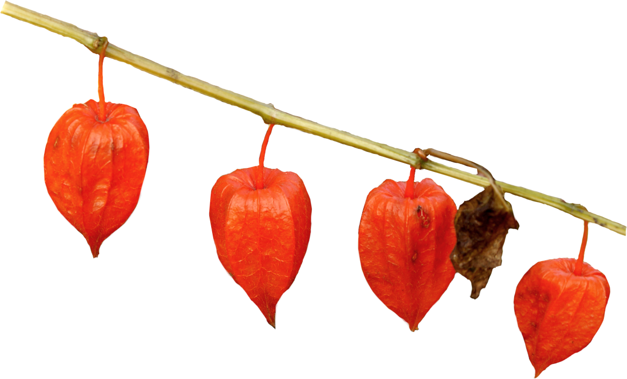 Физалис съедобный овощной