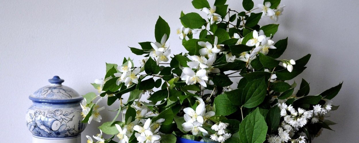 Рододендрон Шнеевитхен