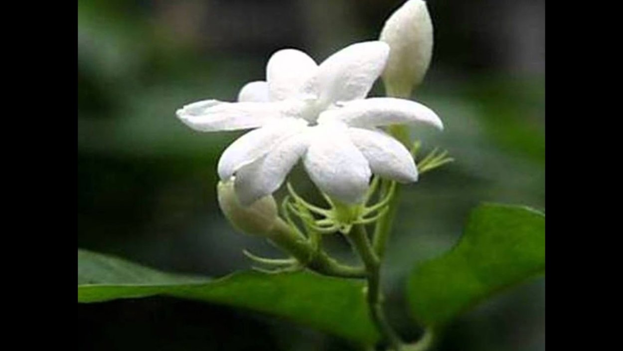 Жасмин кустарник домашний