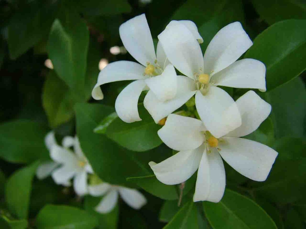 Апельсиновый Жасмин мурайя