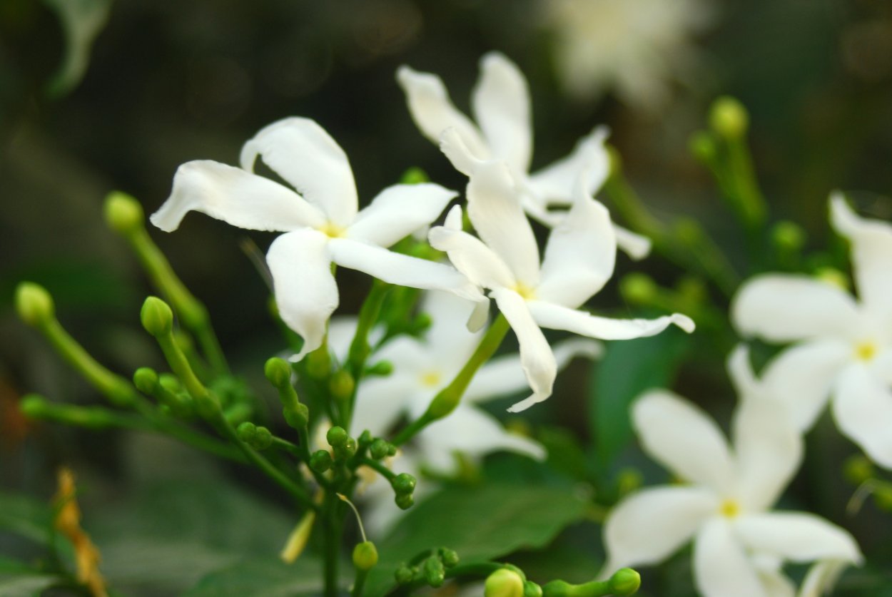 Китайский Жасмин