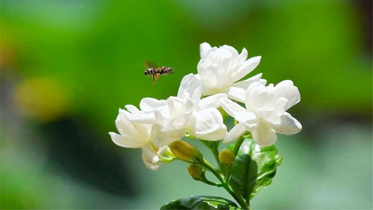 Шань са Императрица