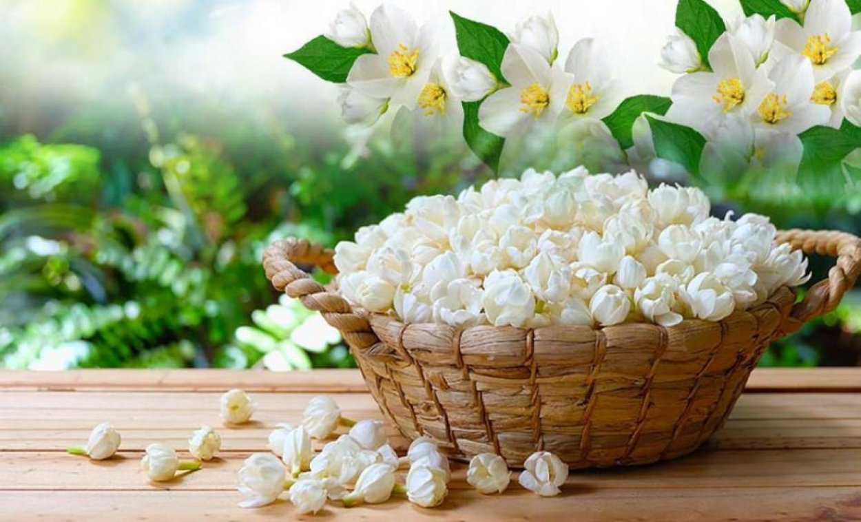 Жасмин растение факты