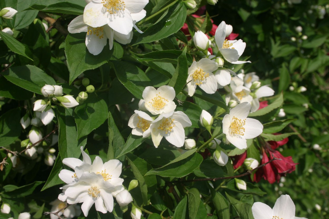 Жасмин Плюмерия