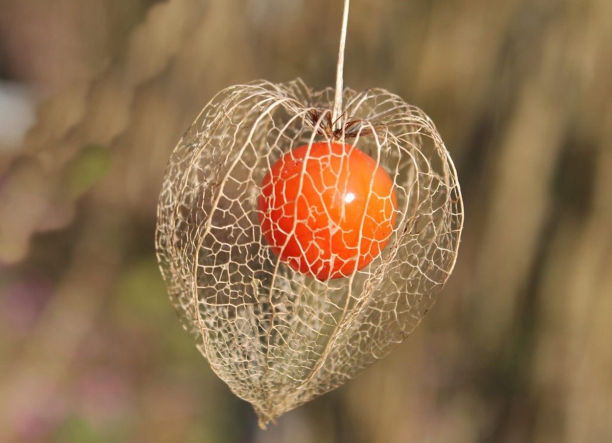 Немецкая ягода желтая