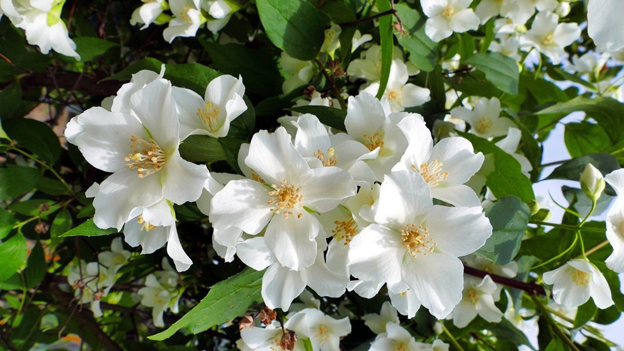 Цветок жасмина Jasminum