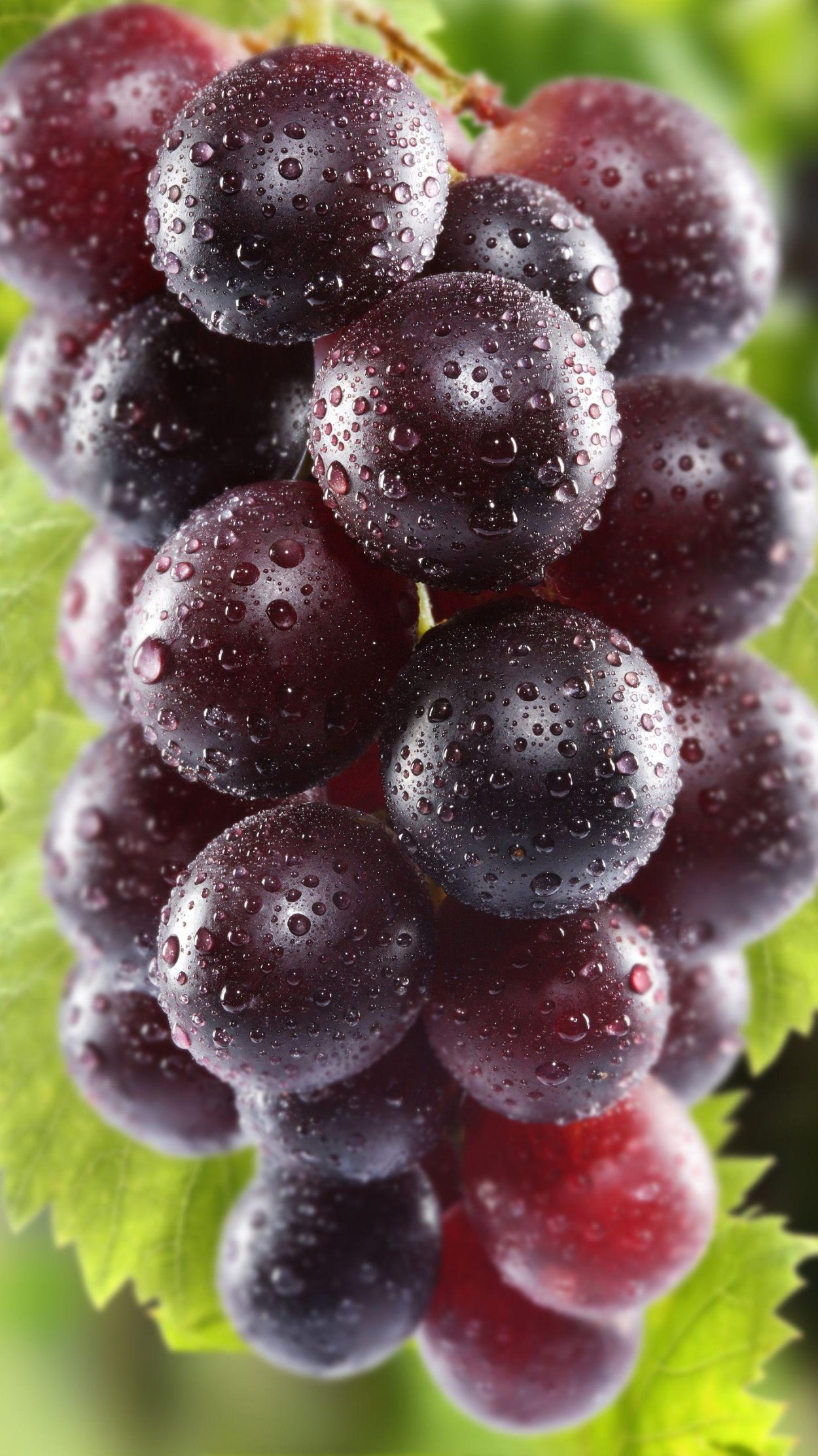 Слива венгерка Московская