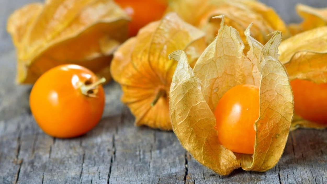 Physalis alkekengi физалис обыкновенный