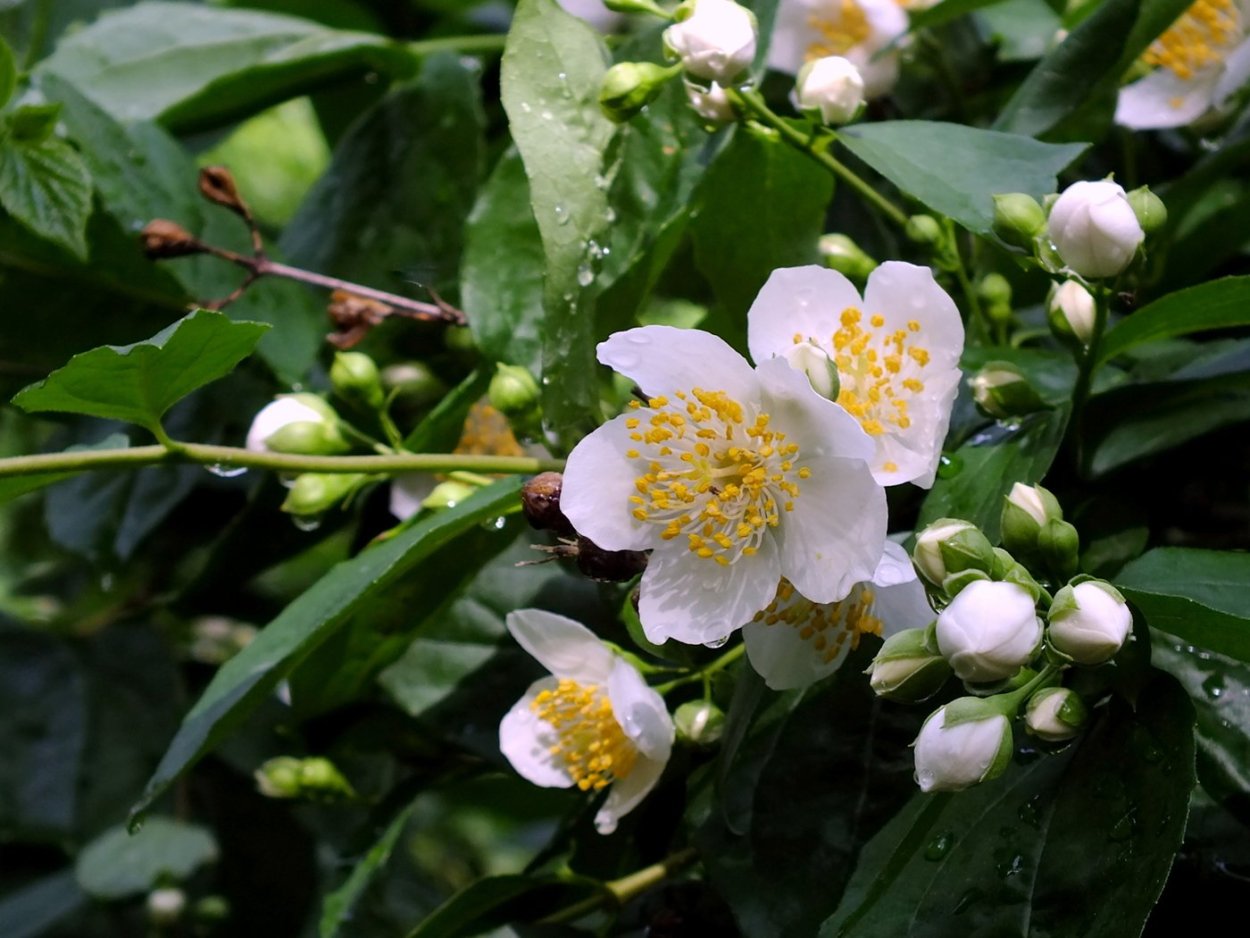 Жасмин турецкий цветок