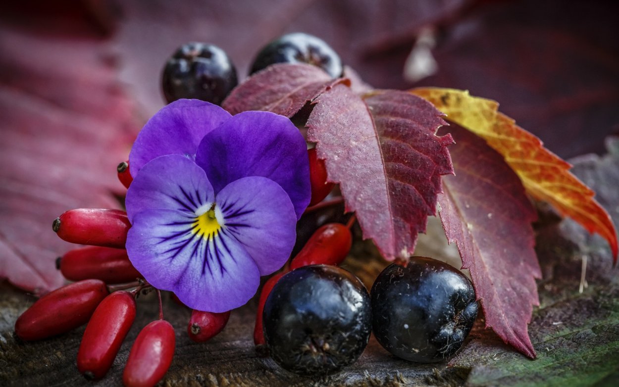 Blueberry ежевика