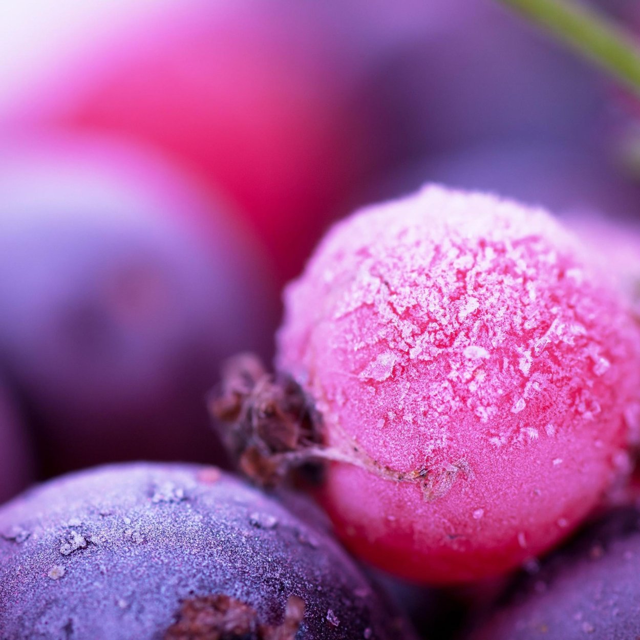 Сиреневые ягодки