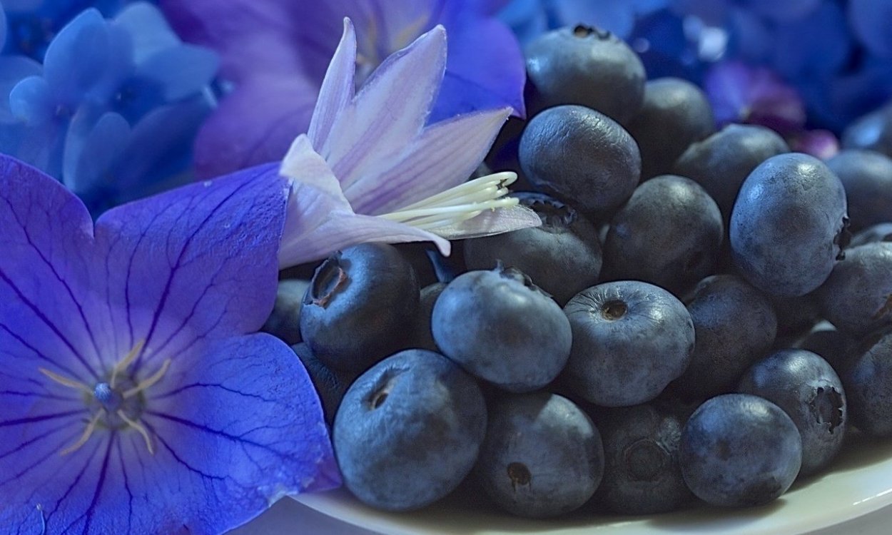 Синие и фиолетовые ягоды
