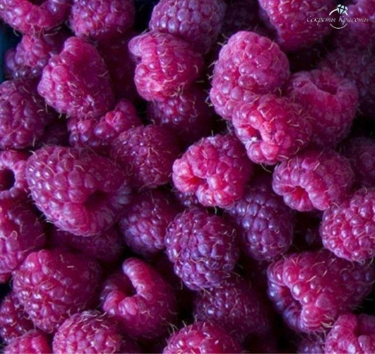 Фиолетовые ягоды