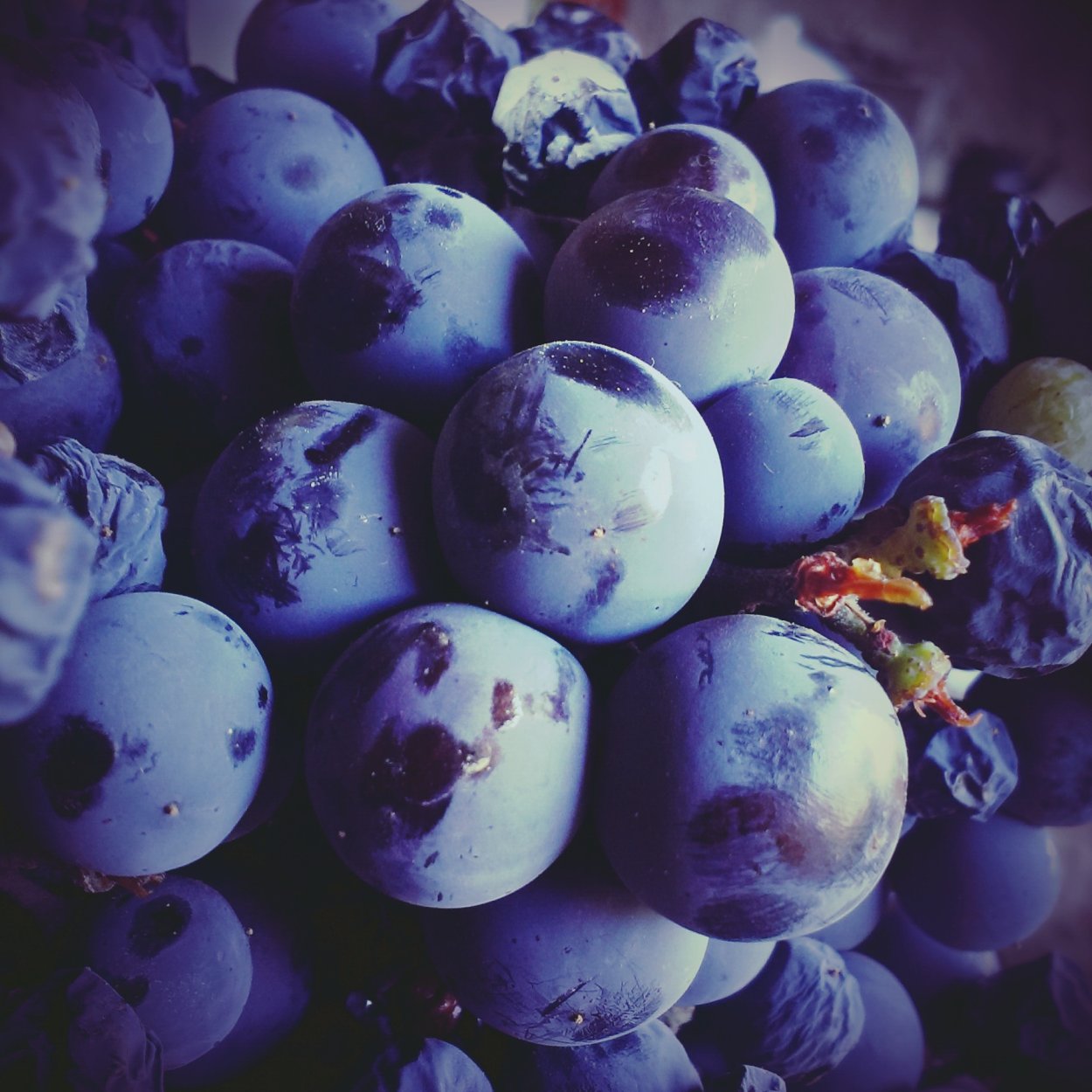 Инжир Крымский